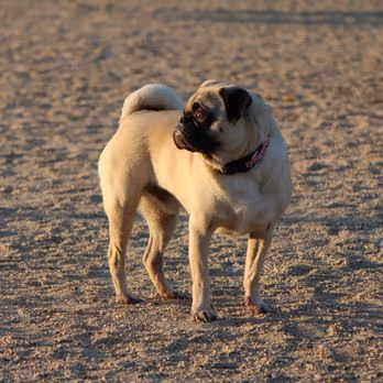 Orange Dog Park photo 1